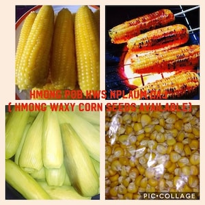 May include: A collage of four images showing different stages of corn preparation. The top left image shows four ears of yellow corn. The top right image shows four ears of corn being grilled. The bottom left image shows a pile of husked corn. The bottom right image shows a bag of corn kernels.