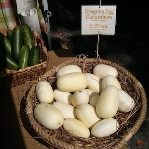 50 DRAGON&#39;S EGG Cucumber seeds; novelty cukes with sweet flavor