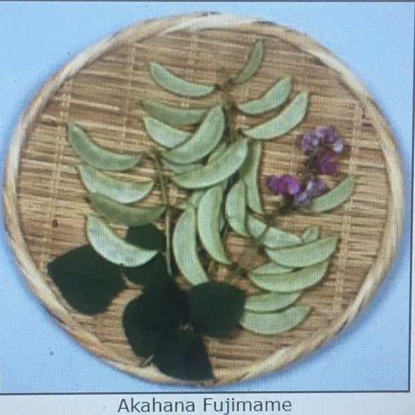 15 AKAHANA FUJIMAME Magenta Flower Hyacinth Bean Seeds; Lablab purpureus; 赤花扁豆 赤花ふじ豆:
