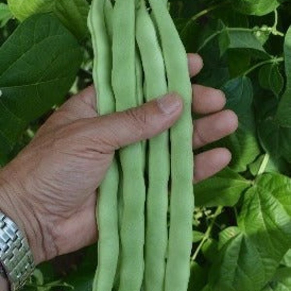 50 Lu Qing Romano Pole Bean Seeds 鲁青玉豆; 10” meaty string-less, Disease resistant. Heat & cold tolerant. Prolific.
