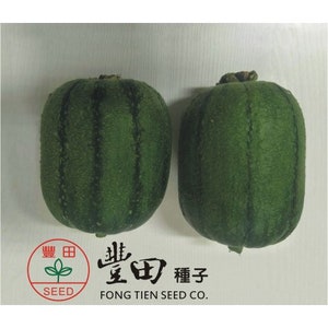 Rare Find! 5 Black King Kong LUFFA F1 Seeds; 台灣黑金剛絲瓜; mini Taiwan Luffa; 蘋果絲瓜 Apple Luffa cousin