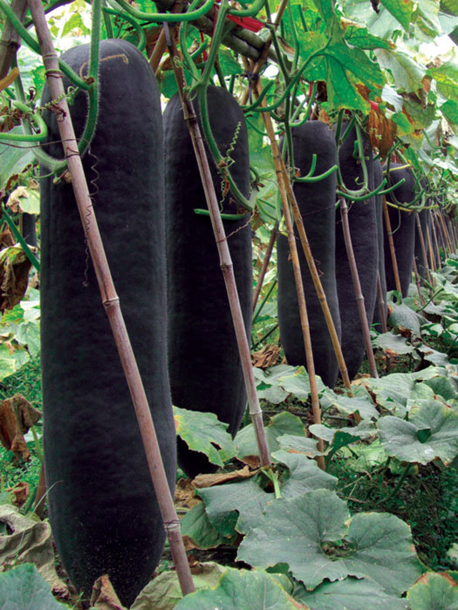 20 BLACK GIANT Oblong Wax Gourd Seeds Black Torpedo Winter Etsy