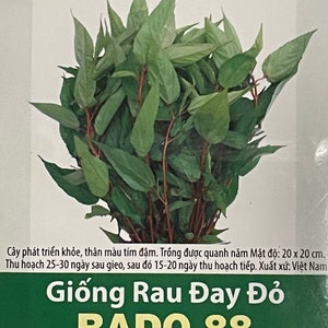 3-gram 1500 Red Stem Egyptian Spinach seeds; Molokhia Jew&#39;s Marrow jute; Giống Rau Đay Đỏ RADO 88 Rạng Đông