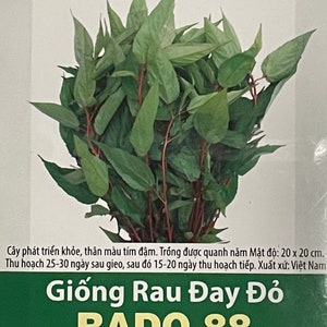 3-gram 1500 Red Stem Egyptian Spinach seeds; Molokhia Jew's Marrow; Giống Rau Đay Đỏ RADO 88 Rạng Đông