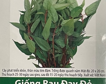 3-gram 1500 Red Stem Egyptian Spinach seeds; Molokhia Jew's Marrow; Giống Rau Đay Đỏ RADO 88 Rạng Đông