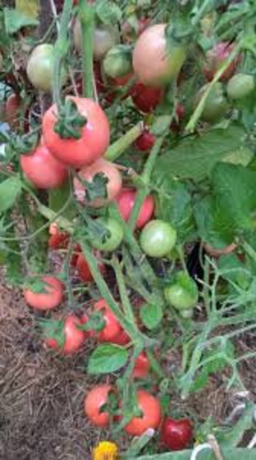 50 PINK THAI EGG Tomato Seeds Thailand Heirloom Nongmo, Open Pollinated Etsy