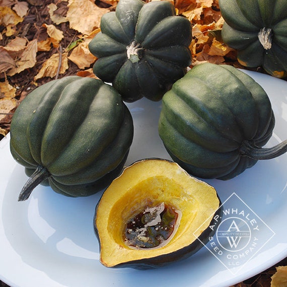 20 Organic Table Queen Acorn Bush Squash Seeds Good for Small Etsy