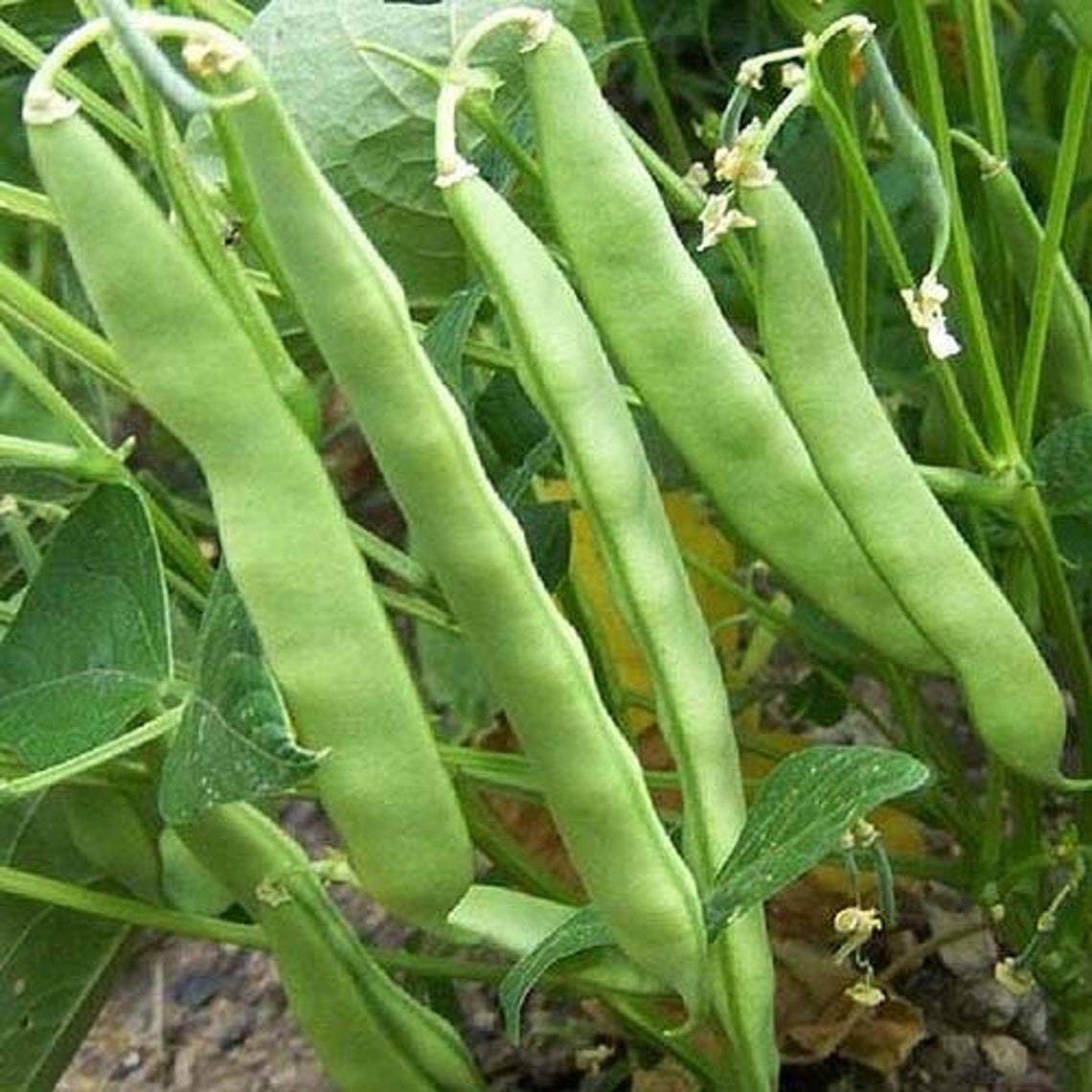 1OZ 60 ROMA II Green Bush Bean Seeds Romano Flat Beans Etsy