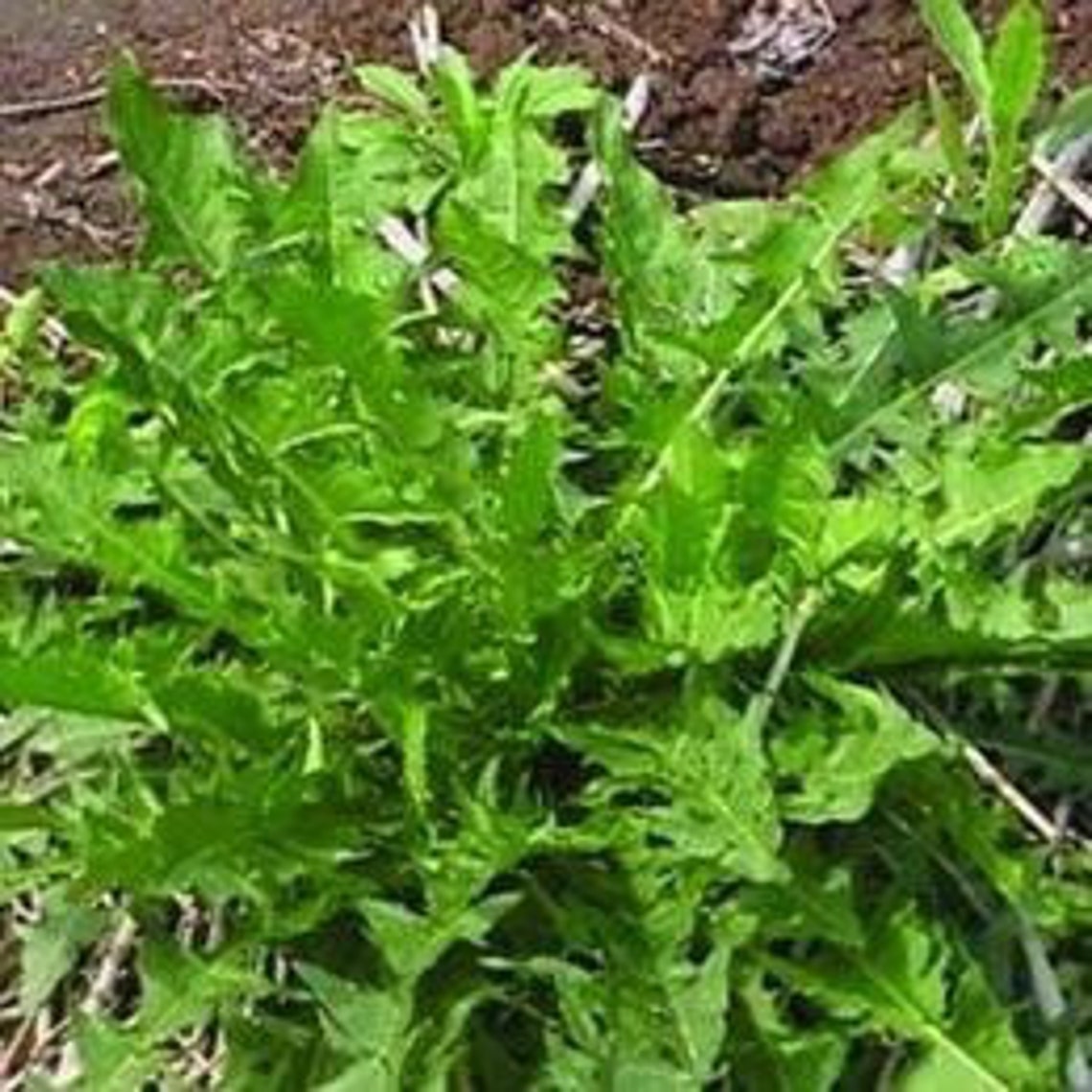 1000 Shepherd’s Purse Seeds; 薺菜 Jicai; Cây Rau Tề; Naengi Namul 냉이나물 - Etsy