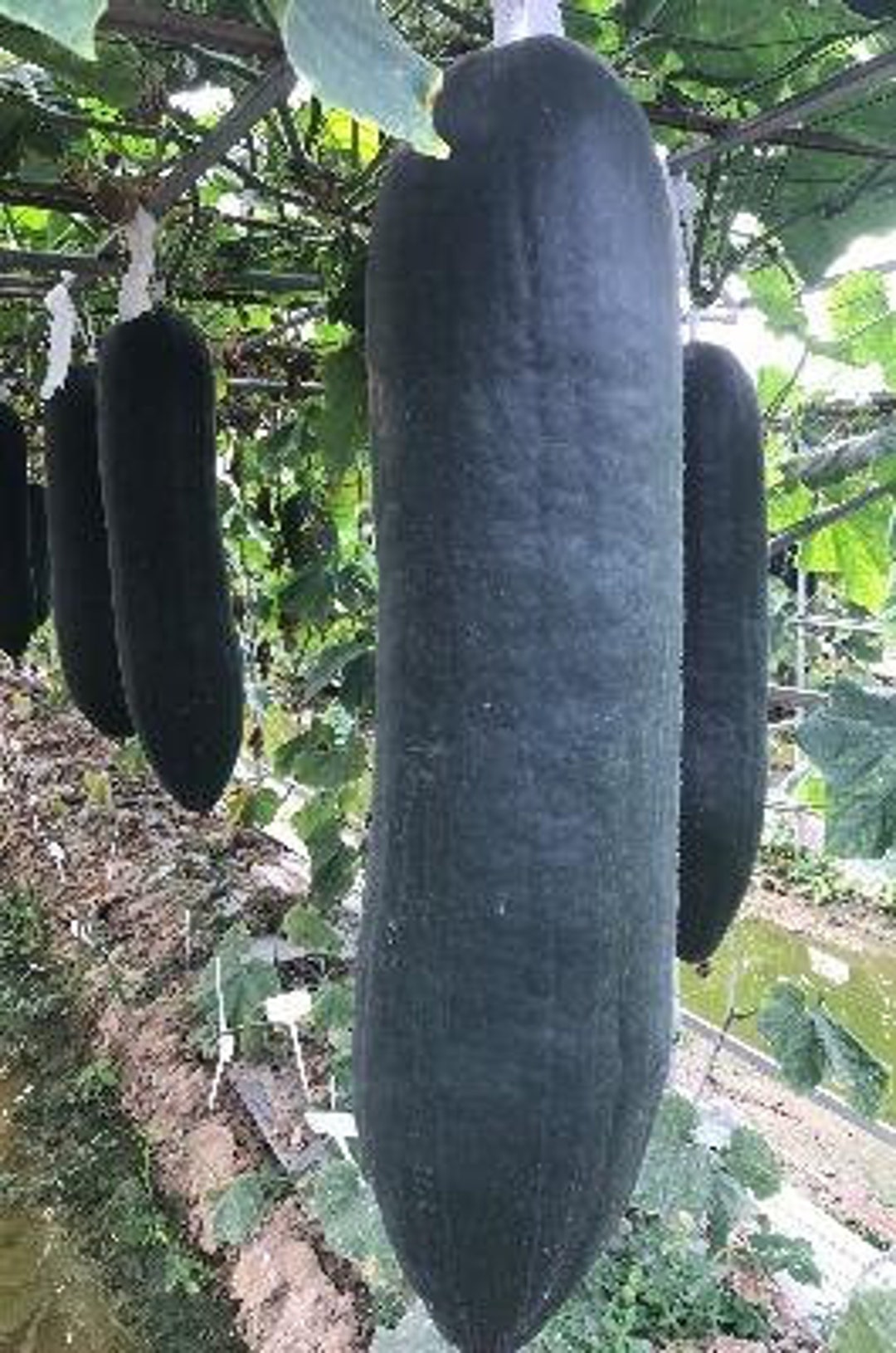 20 BLACK GIANT Oblong Wax Gourd Seeds Black Torpedo Winter Melon 3050