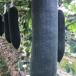20 BLACK GIANT Oblong Wax Gourd Seeds; Black Torpedo Winter Melon; 30-50 pound possible; 黑巨人 / 長型黑皮大冬瓜