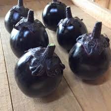 かもなす 100 Japanese KAMO NASU Eggplant seeds; 賀茂茄子 カモナス かもなす
