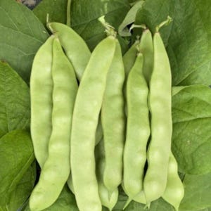 May include: Close-up of fresh, light green flat beans, also known as romano beans, resting on a bed of large green leaves. The beans are long and slender, with a slightly curved shape. The leaves provide a natural, organic backdrop.