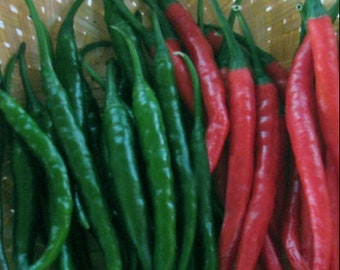 30 Agni Green Chilli seeds;  Indian Hot Pepper