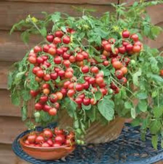 25 CHERRY FALLS Tomato Seeds - Certified Organic - Etsy