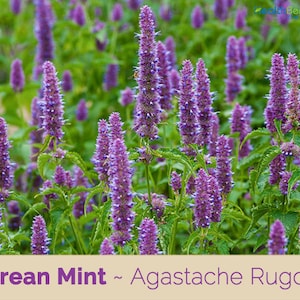 May include: A close-up view of a field of Korean Mint, also known as Agastache Rugosa, with purple flowers in bloom.