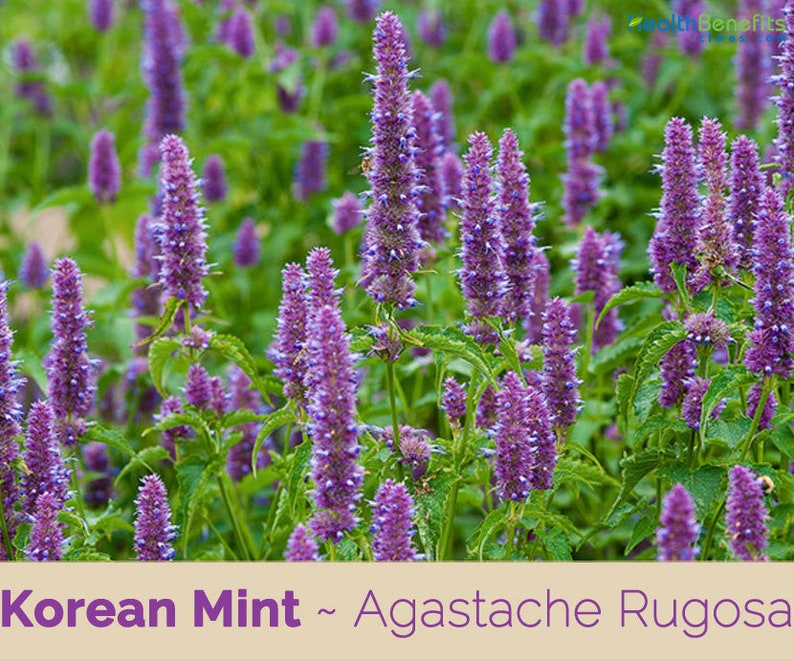 1gram 1500 KOREAN LICORICE MINT Seeds Herbal Tea Medicine Etsy