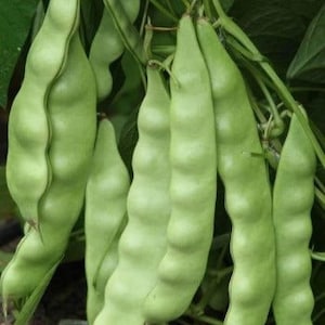 1/2-OZ 25 semillas de frijol chino Youdou Northeast #1; frijol mantecoso; frijol graso; frijol aceitoso; 東北油豆 #1