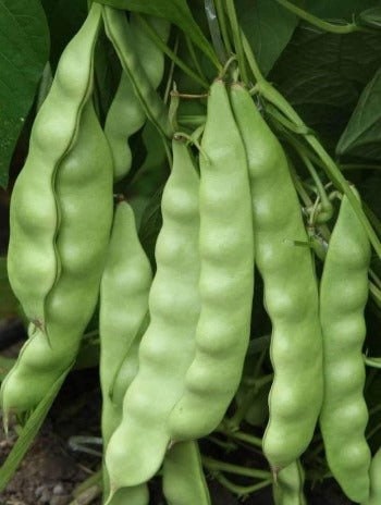 油豆角5公斤 油豆角正宗东北油豆角新鲜蔬菜九月青5斤东北豆角【价格图片品牌