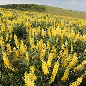 1/4 OZ 150+ YELLOW LUPINE seeds; Lupinus Densiflorus; wildflower patch