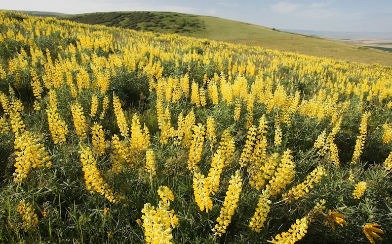 14 OZ 150 YELLOW LUPINE seeds; Lupinus Densiflorus; wildflower patch
