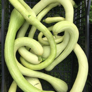 15 TROMBONCINO RAMPICANTE seeds; Italian Climbing Zucchini; snake squash. super fast growth; Trombocino; virus resilient; high germination