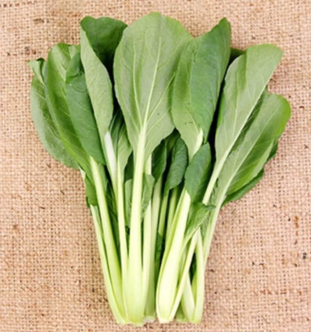 1000 KOMATSUNA mustard spinach seeds こまつな 小松菜