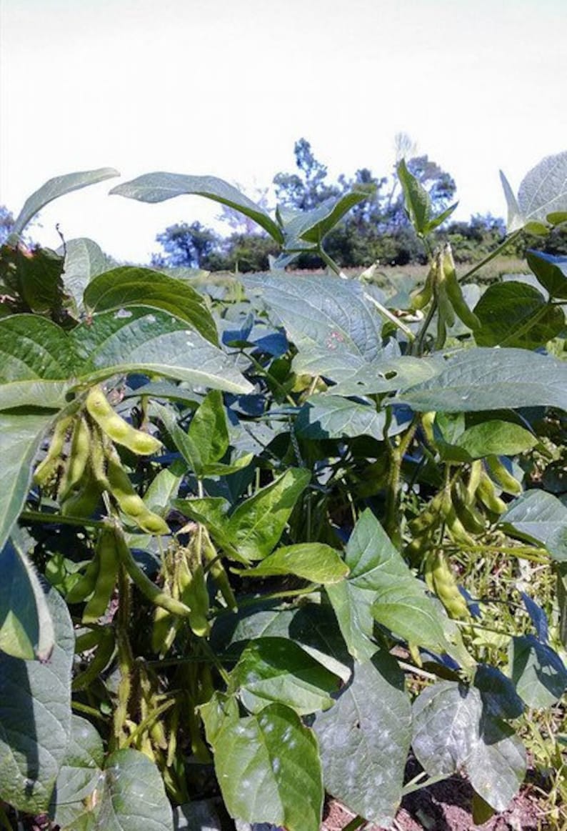 Rare Find 20 Kuro Shinju Edamame Seeds Black Pearl Edible Etsy