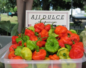 50 Aji Dulce Puerto Rico Rainbow Pepper seeds; ajicito, ajíes, ají gustoso, ají cachucha