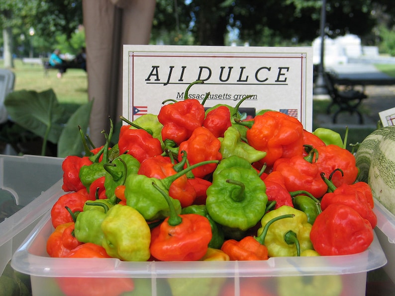 50 Aji Dulce Puerto Rico Rainbow Pepper seeds ajicito, ajíes, ají gustoso, ají cachucha image 1