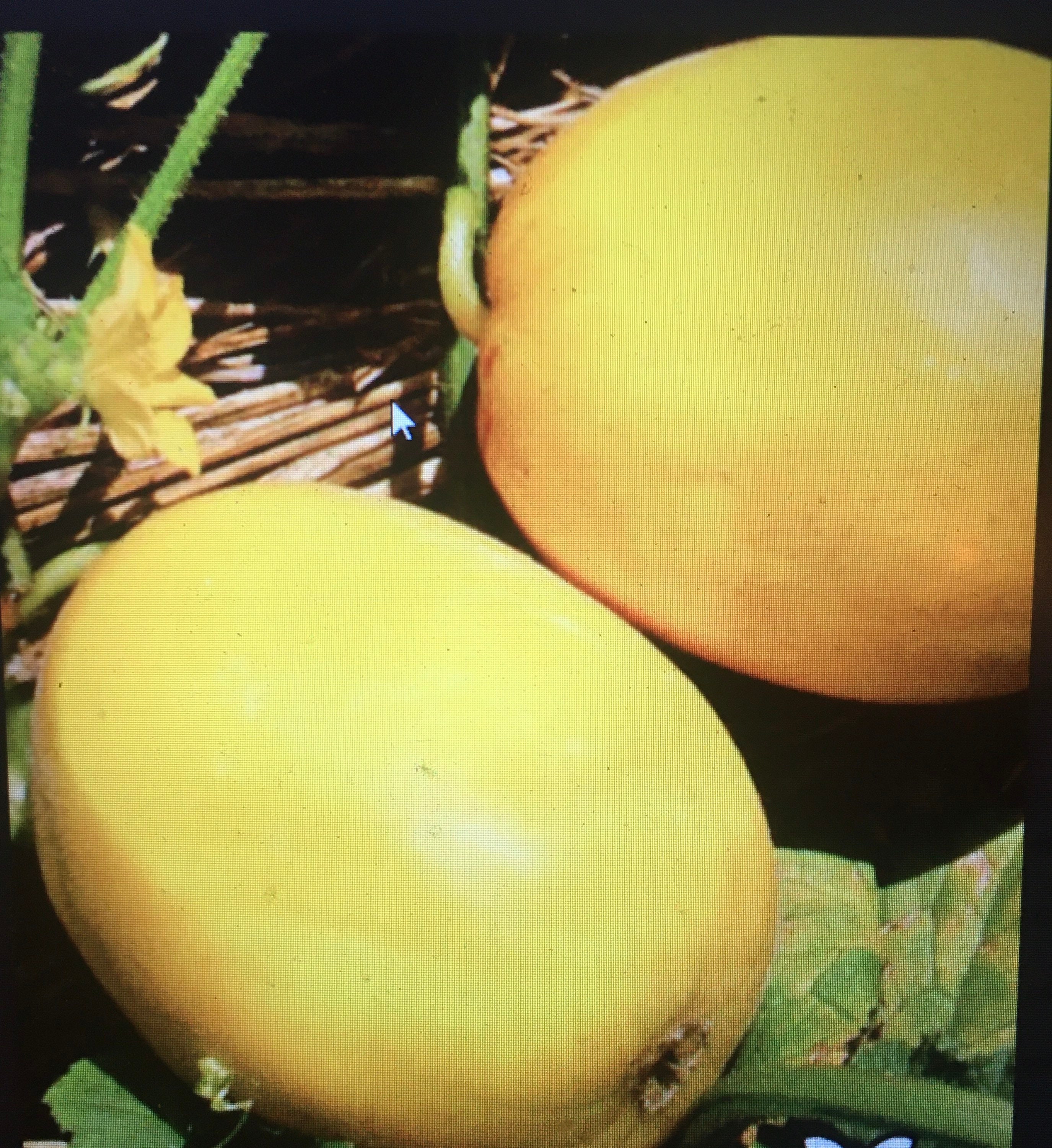 30 Golden Sweet Melon Seeds 黃金甜瓜 小金真桑瓜 こがねまくわうり Kogane Etsy