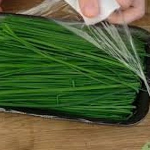 1000 GARLIC CHIVE seeds;  Chinese Chive; Allium tuberosum; 韮菜; Buchu 부추