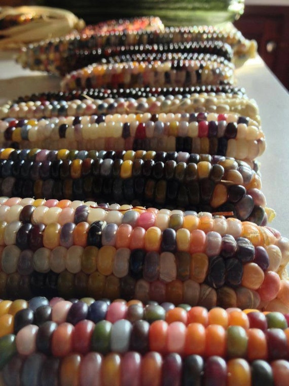 40 Organic GLASS GEM Heritage Native Corn Seeds Ornamental Rainbow