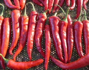 20 organic Adaptive KOREAN Hot Pepper Seeds; for making authentic kimchi  김치고추