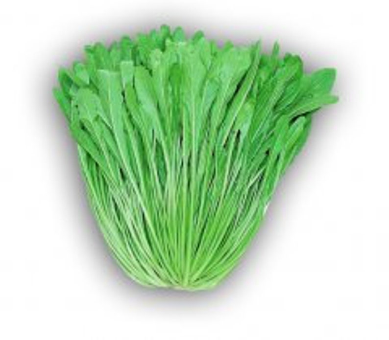 5x2g Japanese Greens Sampler Pack 4500 Seeds 99 Cents Each: - Etsy