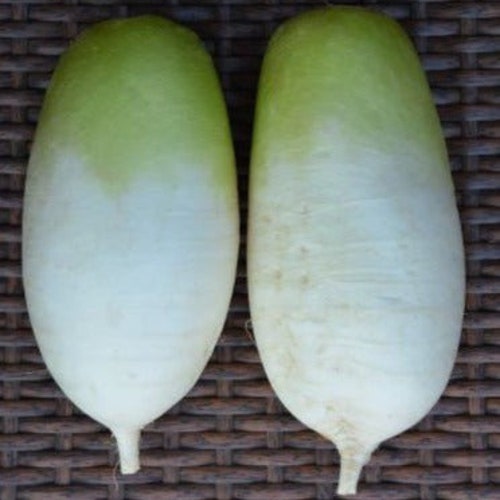 3gram 200 Korean Autumn Hybrid Daikon Radish Seeds Joseon Etsy Australia