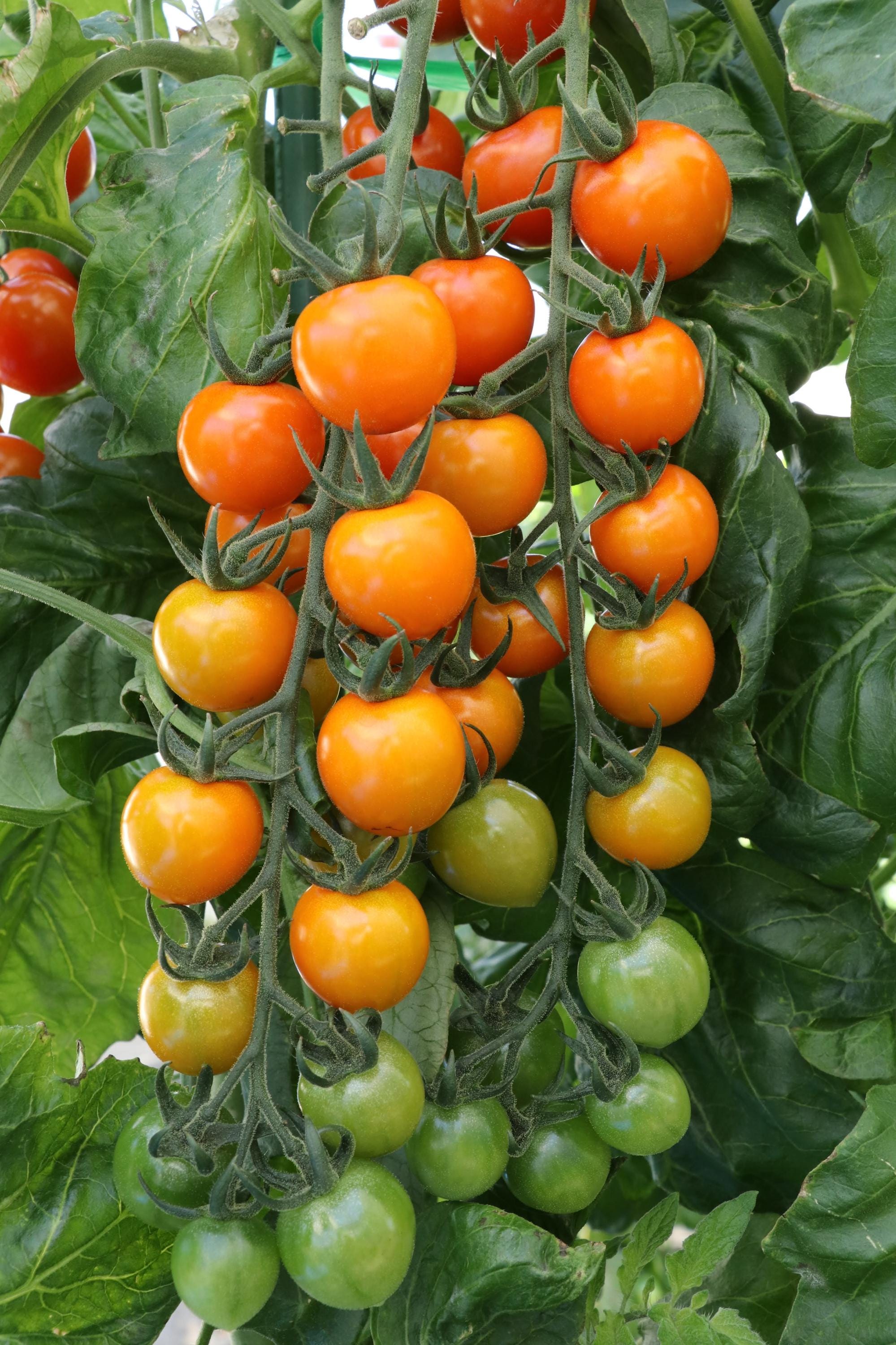 Rare Find!!! Sunorange Garden Hybrid Tomato Seeds; Improved