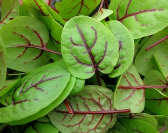 2000+ Red Veined SORREL seeds; Rumex sanguineus; non-GMO heirloom