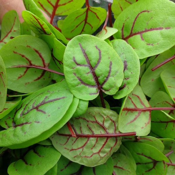 2000+ Red Veined SORREL seeds; Rumex sanguineus; non-GMO heirloom