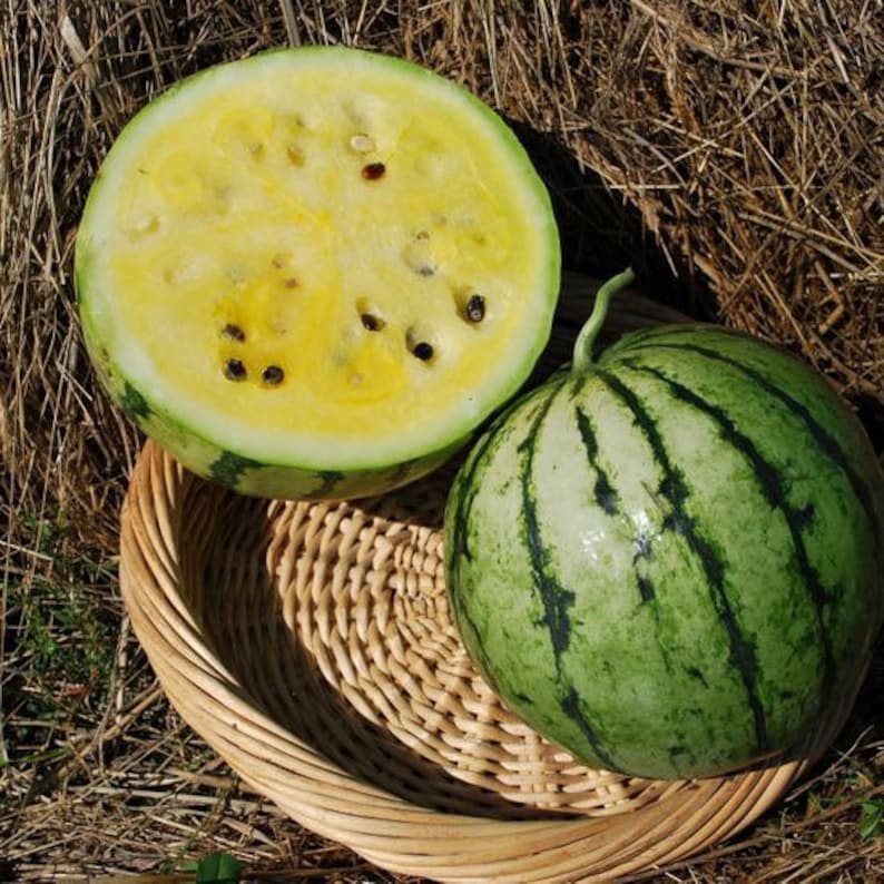 20 Organic Early Moonbeam Watermelon seeds Early 75-day variety with superb taste dehybridized yellow doll F1 great for cooler climate image 2