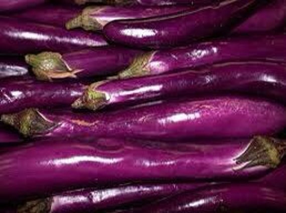 100 PING TUNG Eggplant seeds; PINGTUNG Taiwan Taiwanese; 屏東茄子