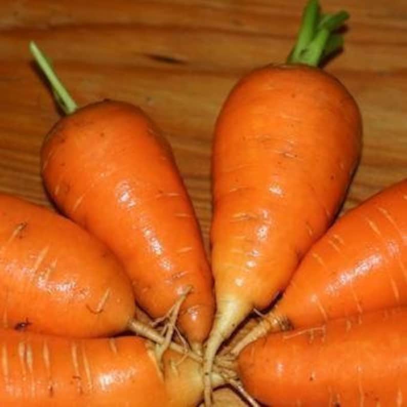 2000 1/8OZ OXHEART carrot seeds 1pound jumbo carrot Etsy