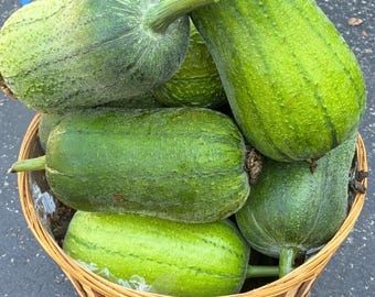 Rare Find! 5 APPLE LUFFA F1 Seeds; 台灣蘋果絲瓜; very sweet can be eaten raw; mini Taiwan loofah; high yield