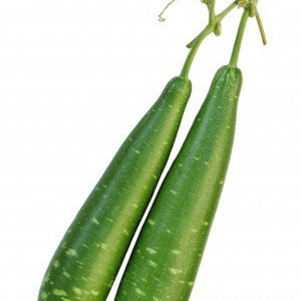 10 Monsoon Bottle Gourd seeds - Indian variety, Dhudhi Lauki Opo