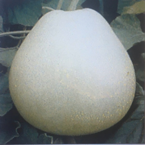 15 ROUND BOTTLE GOURD seeds; Gol Lauki; Calabash Round; Lagenaria siceraria