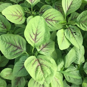May include: Close-up of a vibrant green leafy plant with deep red veins running through the leaves. The plant has a lush, healthy appearance.