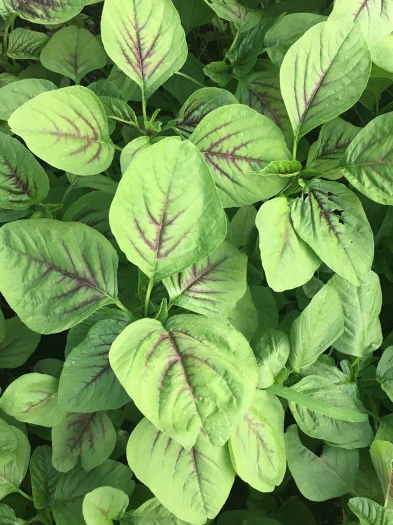 May include: Close-up of a vibrant green leafy plant with deep red veins running through the leaves. The plant has a lush, healthy appearance.