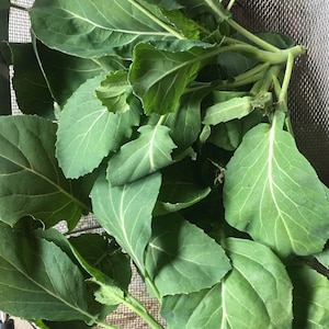 2000+ Wan Shen Late Season GAILAN Gai Lan seeds; slow bolting; KAILAN KAILAAN; Chinese Kale 晚生芥蘭