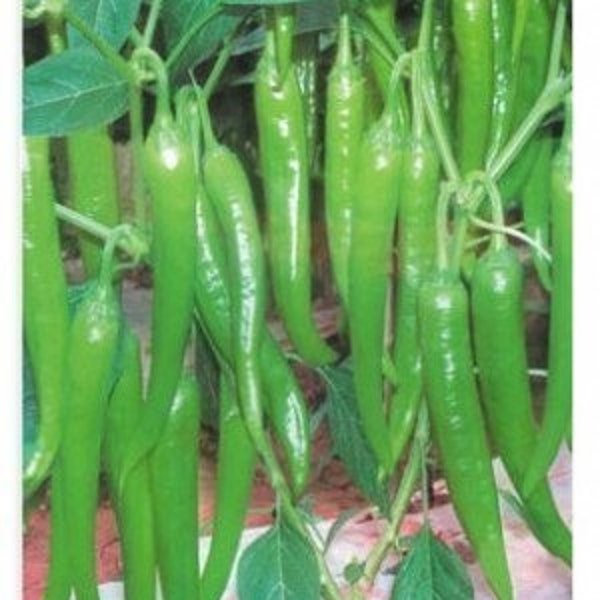 30 MOHINI Indian Hot Pepper seeds; medium pungency; 6" long 0.5" wide