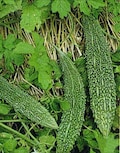 BITTER MELON Seeds; long thick type Chinese Green Skin Bittermelon; Ku Gua 中國青皮苦瓜 high germination! bitter gourd; mildly bitter; from Tokita